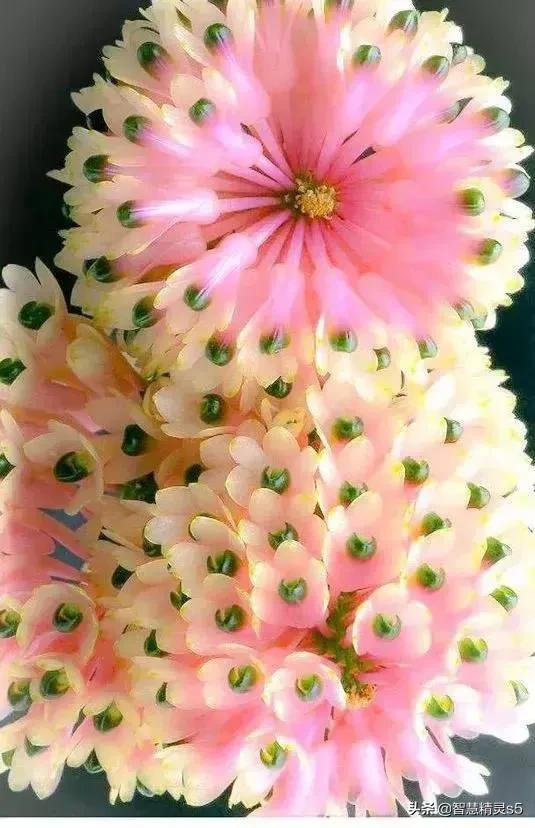 铁树开花的方法，铁树开花的方法有哪些（铁树开花了，也有芬芳的一天）