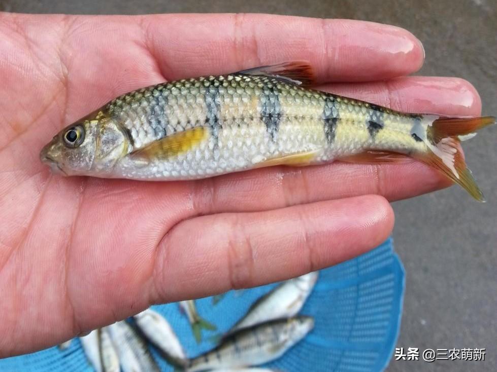 溪石斑鱼市场价每斤多少？最新行情与选购指南助您了解真实价格。