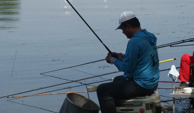 最常见的淡水鱼都有哪种，最常见的淡水鱼