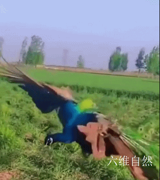 孔雀会飞吗，孔雀会飞吗是鸟类的吗（​印度一只孔雀跌下18米的深井）