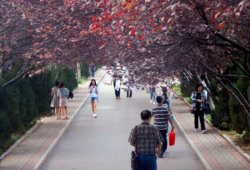 成都大学属于什么级别（五所高校已完成省级审核）