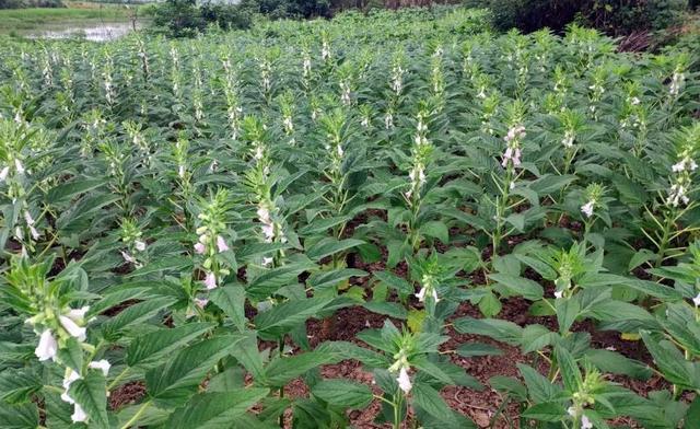 五月23号是什么节日，五月二十三是什么节日（为啥说夏至在月末不好）