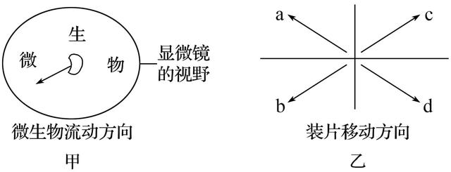 蔗糖是不是还原糖，麦芽糖和蔗糖是不是还原糖（高中生物易错题NO.2）