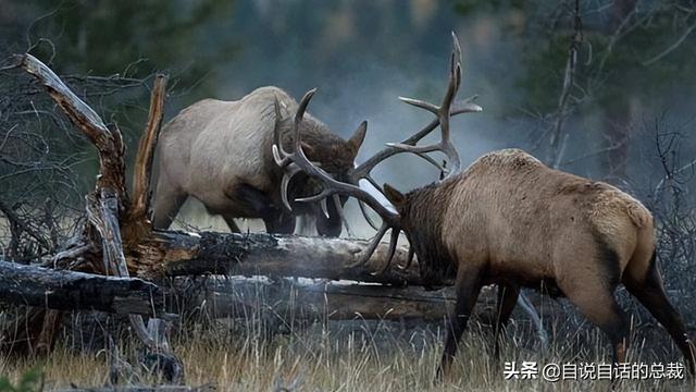 鹿血酒多少钱一瓶，鹿血酒一瓶500ml要多少钱（这是人们认为它是仙兽真正的原因）