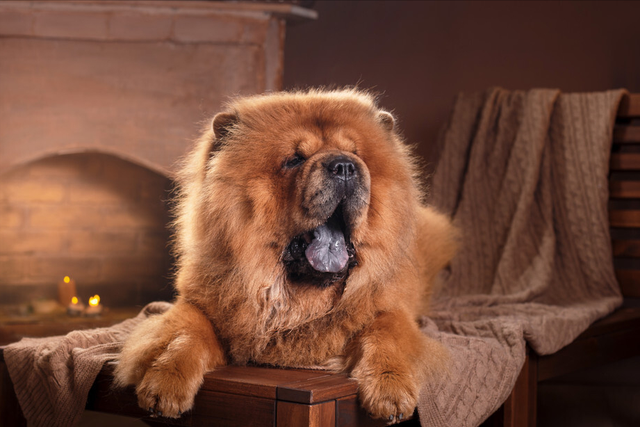 松狮犬的优缺点，松狮犬图片多少钱一只