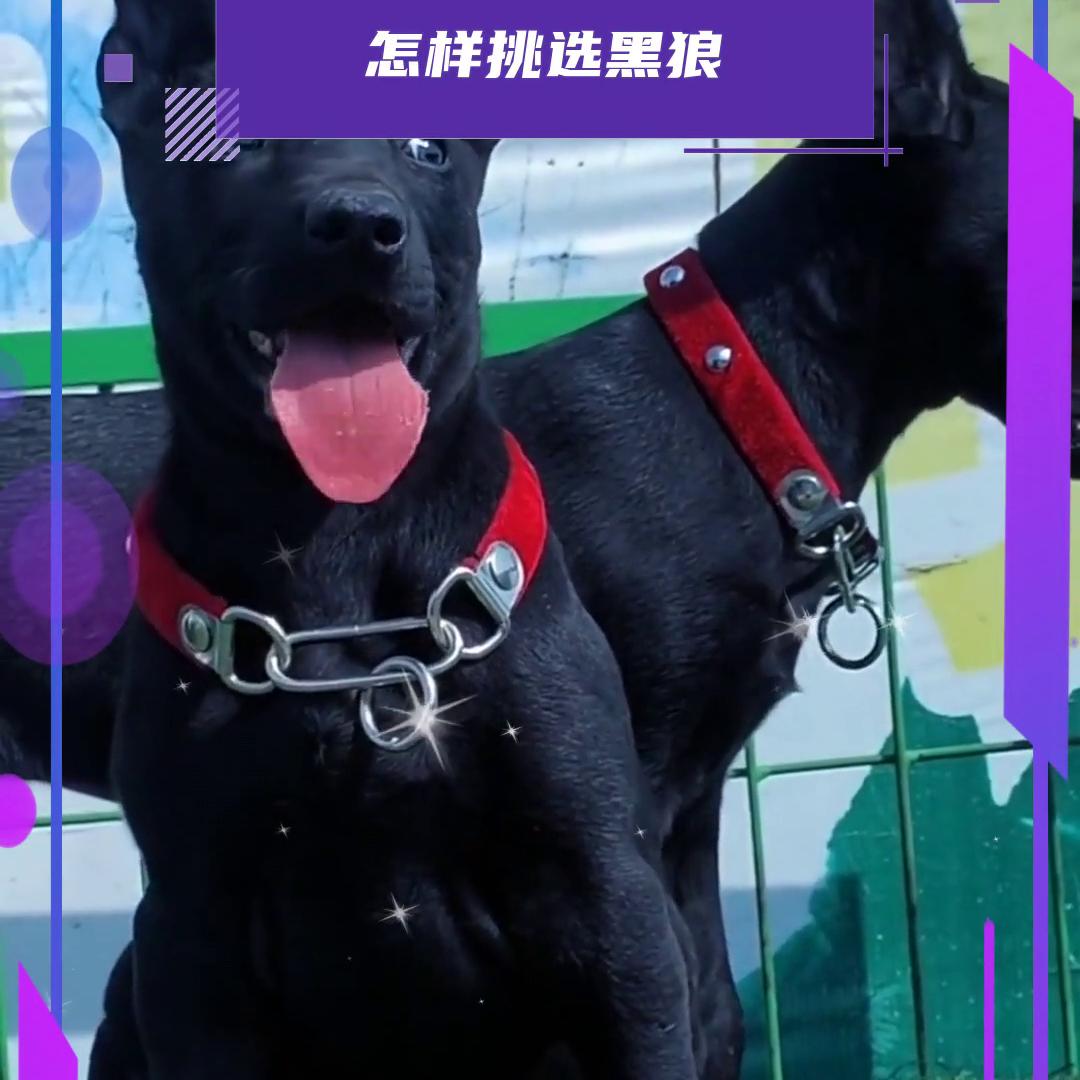 黑狼犬幼犬多少钱一个 黑狼狗多少钱一只幼崽