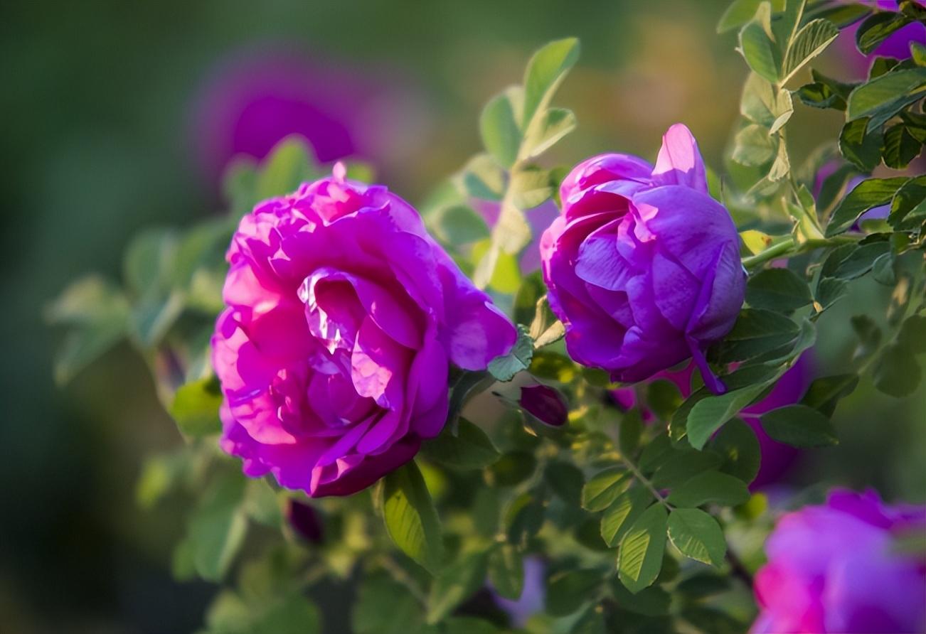 重瓣红玫瑰好吗(区别主要在于这3点,了解后更好养殖) - 彝家农业网