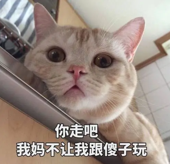 猫的记忆有多久，小猫几个月有记忆（20个养猫冷知识）