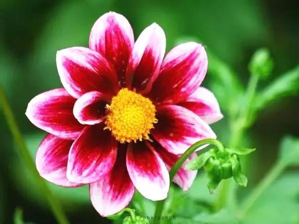 夸赞女人漂亮的句子，夸女人的美言佳句（女人如花，绚烂绽放，活出精彩）