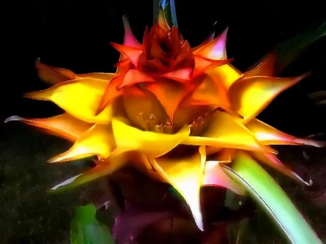 花，花好月圆人长久（72种鲜花欣赏图片）