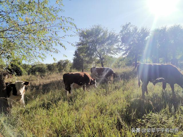 朱棣死在榆木川，朱棣驾崩处——榆木川