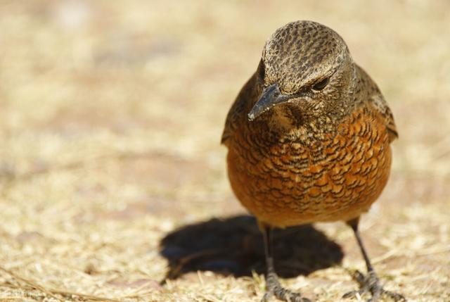 幼蝉的保存方法，幼蝉的保存方法是什么（画眉的生活习性）