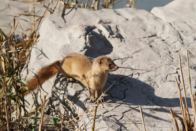 黄鼠狼拜月(黄鼠狼真有那么邪乎吗)-宅配通娱网