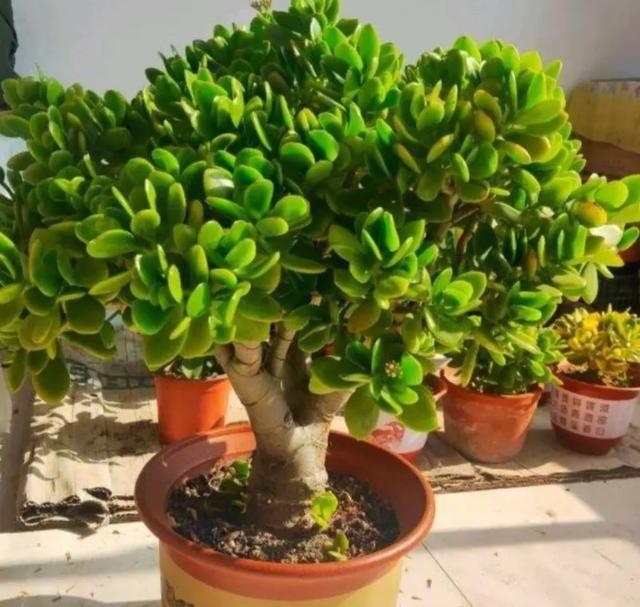 家庭养花富贵籽养植技术分享，富贵籽的养殖方法和注意事项盆栽（有钱人爱养6种旺家植物）