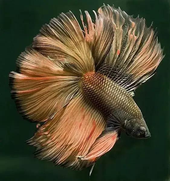 100多种神仙鱼欣赏，鳕鱼图片大全