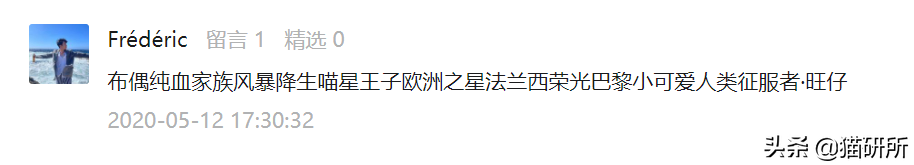 男猫咪高贵洋气的名字(有创意的公猫咪名字大全)