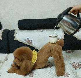 什么狗最好养，什么狗最好养最听话最忠诚（公认好养的5种“小型犬”）