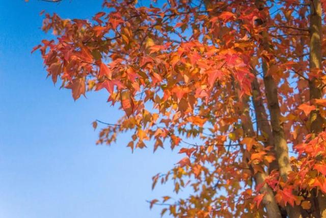 金色枫叶什么意思，金色枫林是什么意思（唯美枫叶诗句、枫叶图片、以及枫叶的寓意）