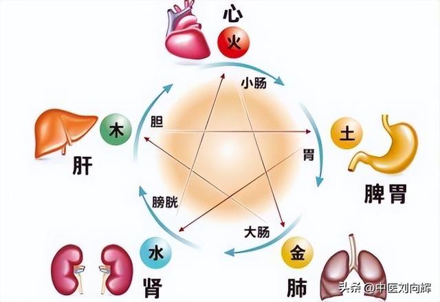 肝是干什么用的，人的肝脏功能有什么用（养心肝脾肺肾）