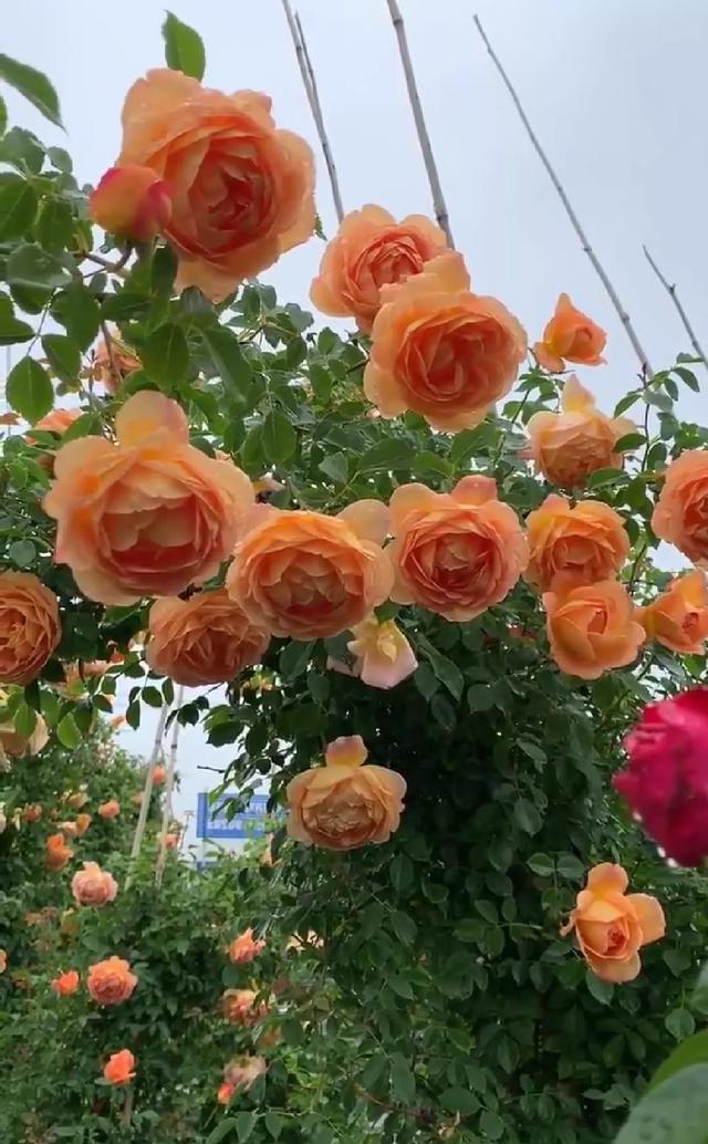 春天的花有哪些，冬天“假死”（春天开放的花有什么花）