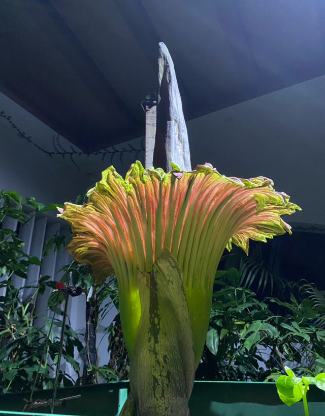 魔芋长什么样,魔芋图片植物图片(云南"尸香魔芋"开花)