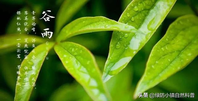 谷雨和雨水的区别，雨水和谷雨的区别（二十四节气之“谷雨”）