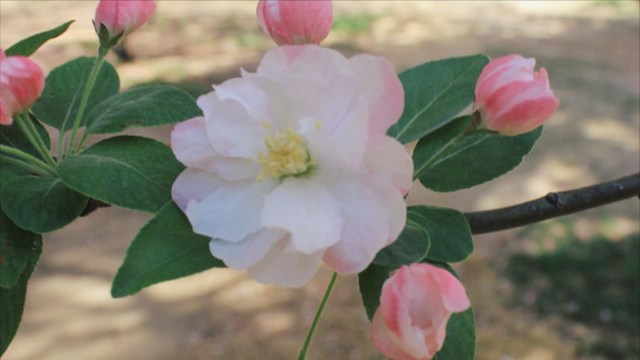 白色樱花的寓意，花语：生命、热烈、纯洁、高尚