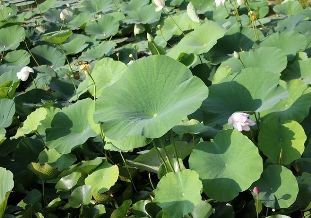 莲藕种子怎么种植方法，莲藕栽培与种植