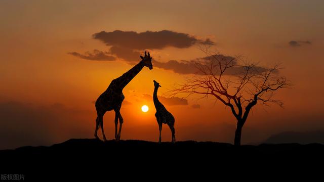 放弃一个人的经典句子，暗示放弃一个人的经典句子（20句放手一搏的励志句子）