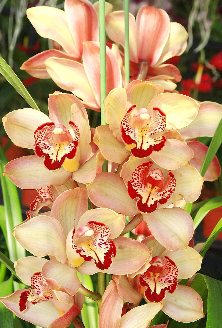 象征高贵的花，清冷而高贵的花（养在家里气质不凡）