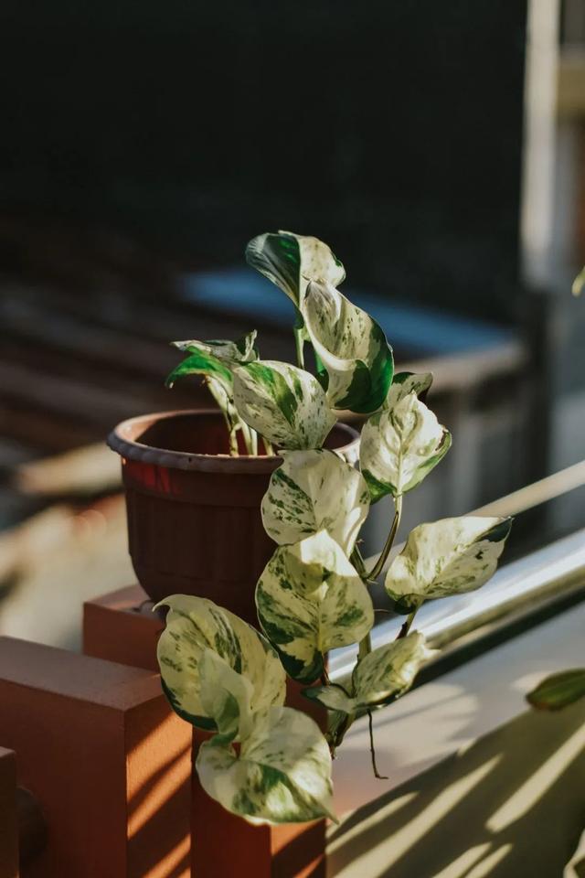 室内植物怎么养，易养活的室内植物（6种常见的室内绿植）