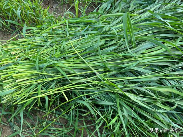 牧草种植品种的选择，干货分享：牧草品种怎么选择