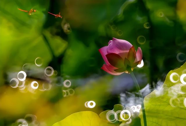 什么葱茏四字词语，关于葱葱茏茏的词语（有关仲夏的古诗词）