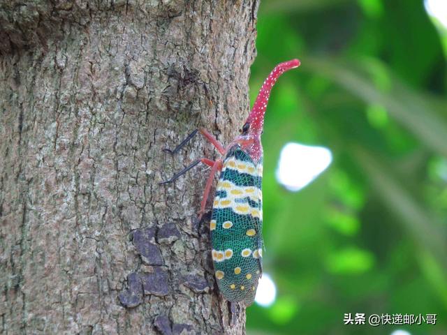 桂圆树生长适应地区，桂圆树适合在什么地方生长（家乡果树“三剑客”之龙眼）