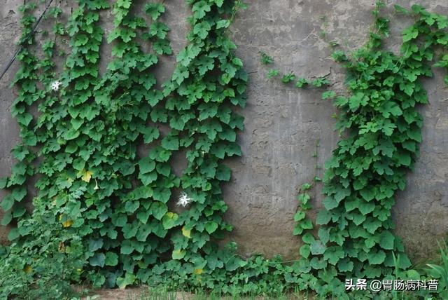 曼陀罗花的图片，曼陀罗花是什么（301味中药材的原植物彩色图谱）