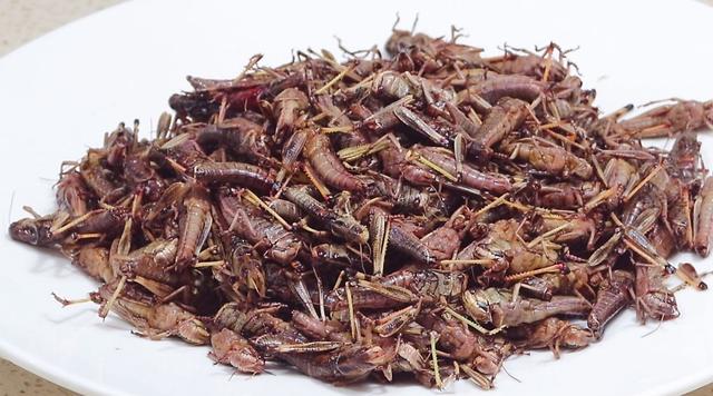 蚂蚱怎么做好吃（吃牛羊肉不如多吃这虫子）