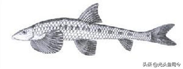 长江名贵鱼前十名，10大凶猛淡水鱼（我国保护的鱼类有87种）