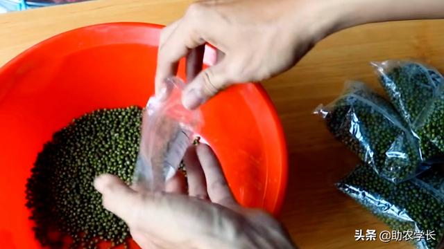 家庭绿豆种植简单方法技术，家庭绿豆种植简单方法技术说明（教你在家自发绿豆芽）