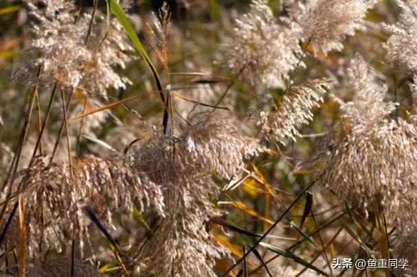农历七月十四是什么节日，农历7月14什么节日（你知道是什么日子吗）