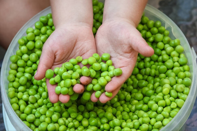 新鲜豌豆的做法，豌豆芽做法（鲜豌豆保存有诀窍）