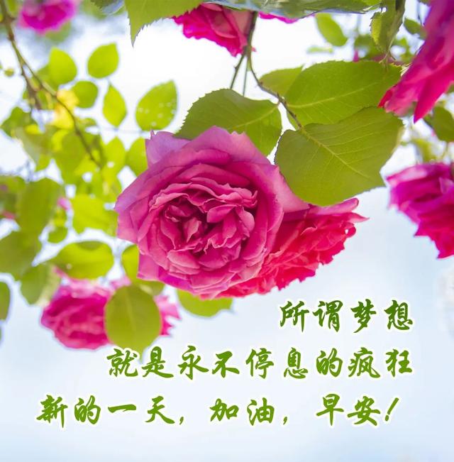 我们走着走着花就开了是什么歌，走着走着花就开了原唱是谁（2022年诗情画意早上好图片）