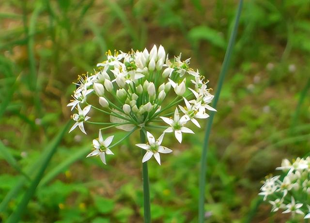 山韭菜（野生山韭菜，晒干200元每斤（野生山韭菜图片）