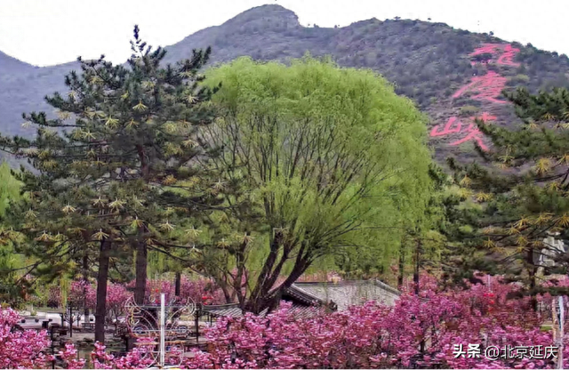 “花”样五一来了！就在延庆龙庆峡和玉渡山！