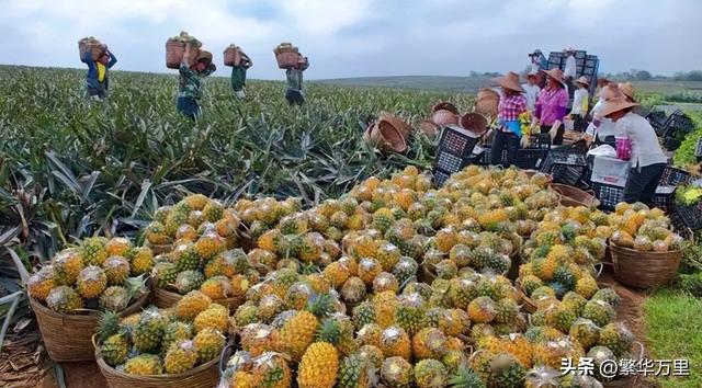 湛江gdp及人口，广东省的第7大城市