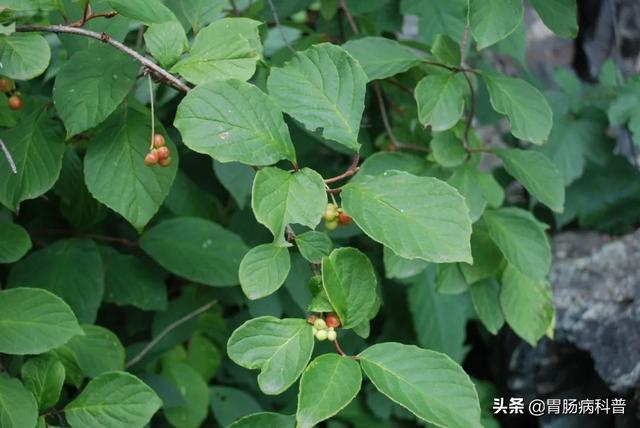 曼陀罗花的图片，曼陀罗花是什么（301味中药材的原植物彩色图谱）