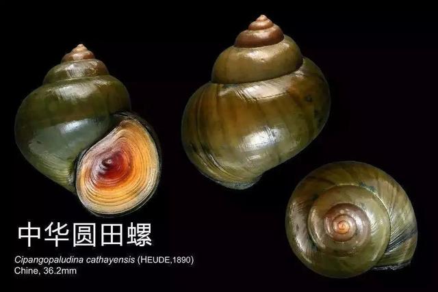 食用螺类大全，一个螺里6000条虫