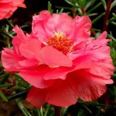 太阳花代表什么,暖暖向阳开——太阳花 - 玉三网