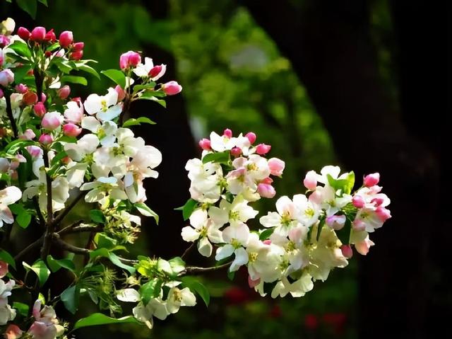 世界上最漂亮的花，世界上最漂亮的十种花（世界上最美的花，只为他开放）