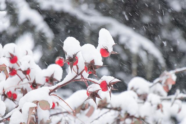 一句簡短的雪景句子,一句簡短的雪景詩(20句大雪節氣文案)