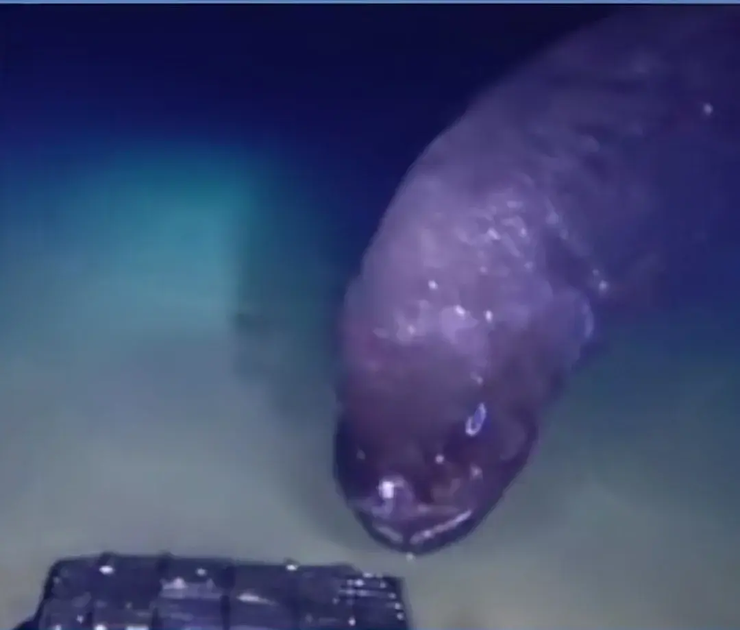 利齿青鱼群，狂乱的利齿青鱼（疑与日本核废水有关）